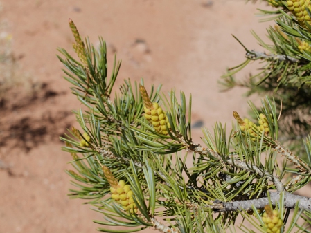 Pinus edulis